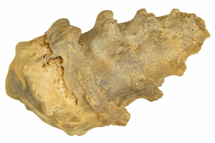 Agatized Gastropod (Cerithium?) Fossil - Morocco #338036